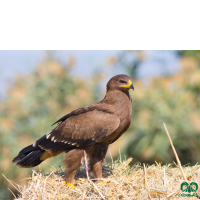 گونه عقاب خالدار بزرگ Greater Spotted Eagle